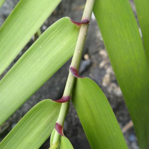 Arundo formosana other