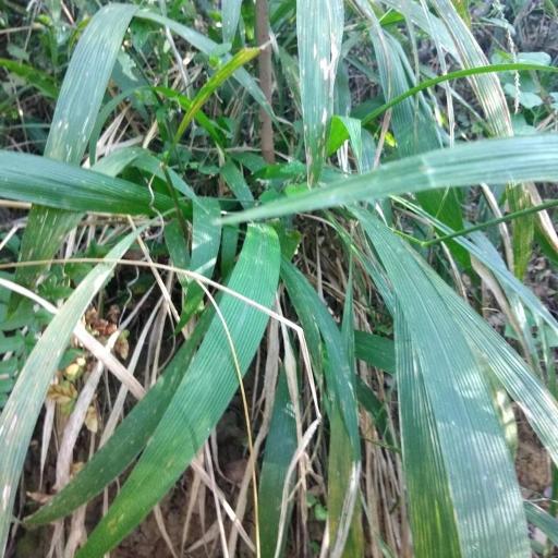 Setaria megaphylla — search result for 'Setaria'