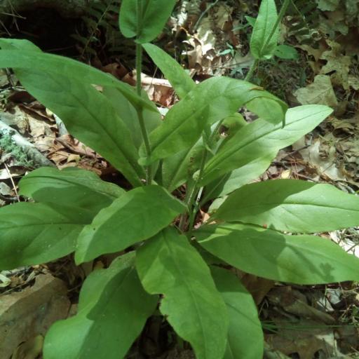 Andersonglossum virginianum — search result for 'Cynoglossum'