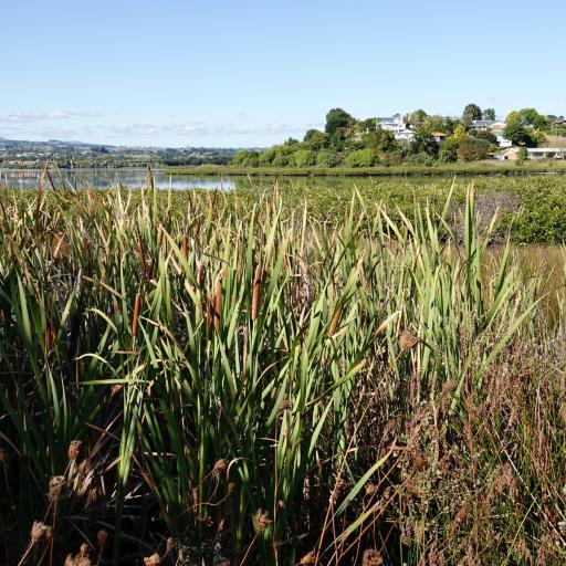 Typha orientalis other