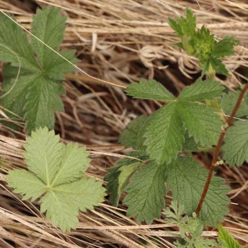 Potentilla chrysantha other