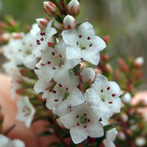 Epacris pauciflora — search result for 'Epacris'