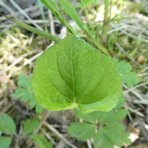 Viola epipsila other