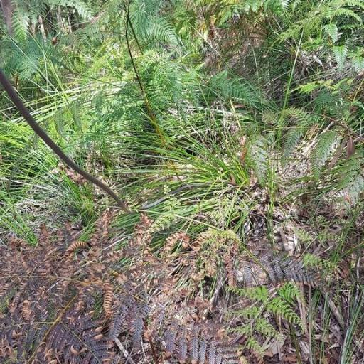 Xanthorrhoea minor other