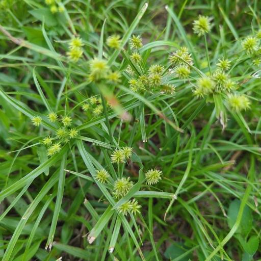 Cyperus croceus — houseplant care guide