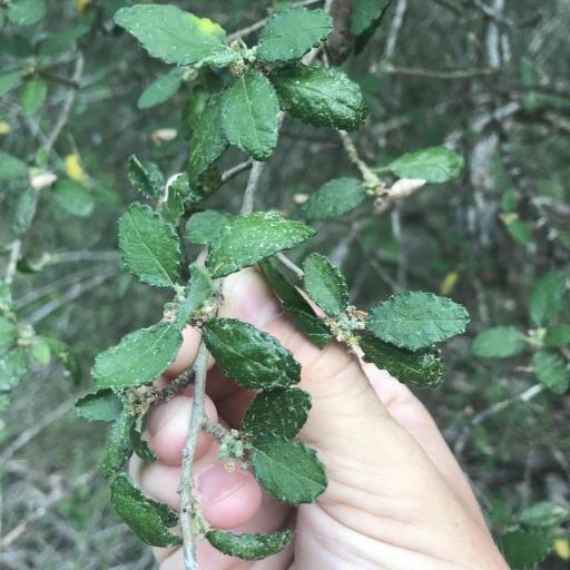 Bernardia myricifolia other