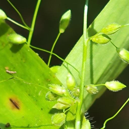 Dichanthelium commutatum other