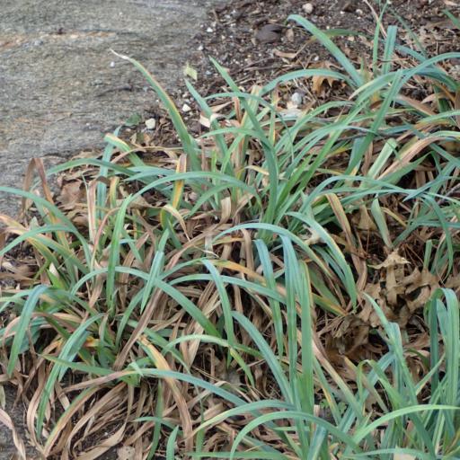 Carex laxiculmis other