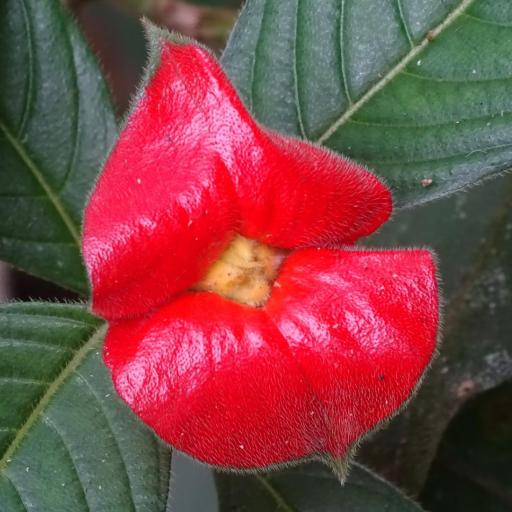 Palicourea tomentosa other