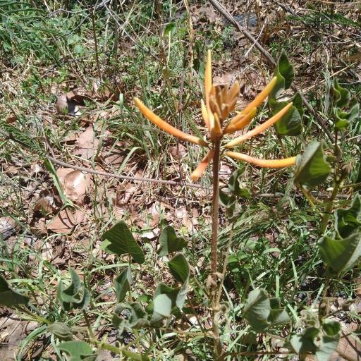 Erythrina leptorhiza other