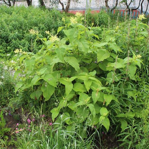 Koenigia weyrichii other