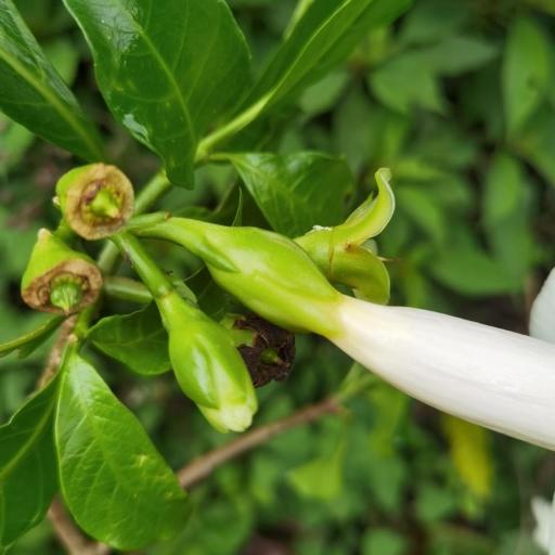 Tabernaemontana litoralis other