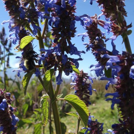 Salvia xalapensis — houseplant care guide