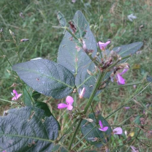 Desmodium perplexum other