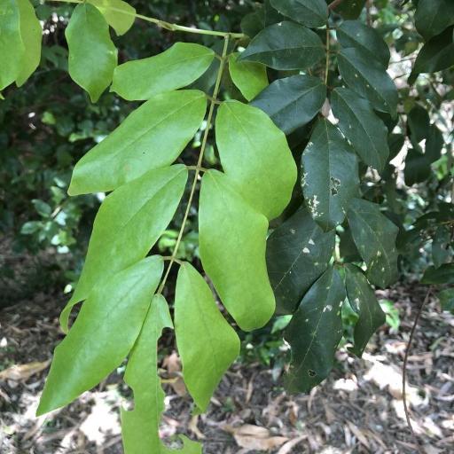 Austrosteenisia blackii other