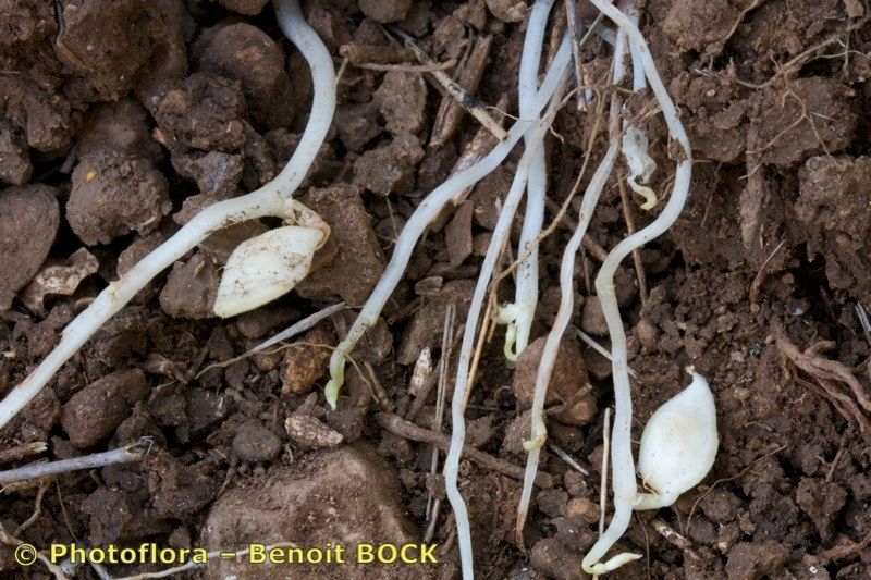 Vicia amphicarpa fruit