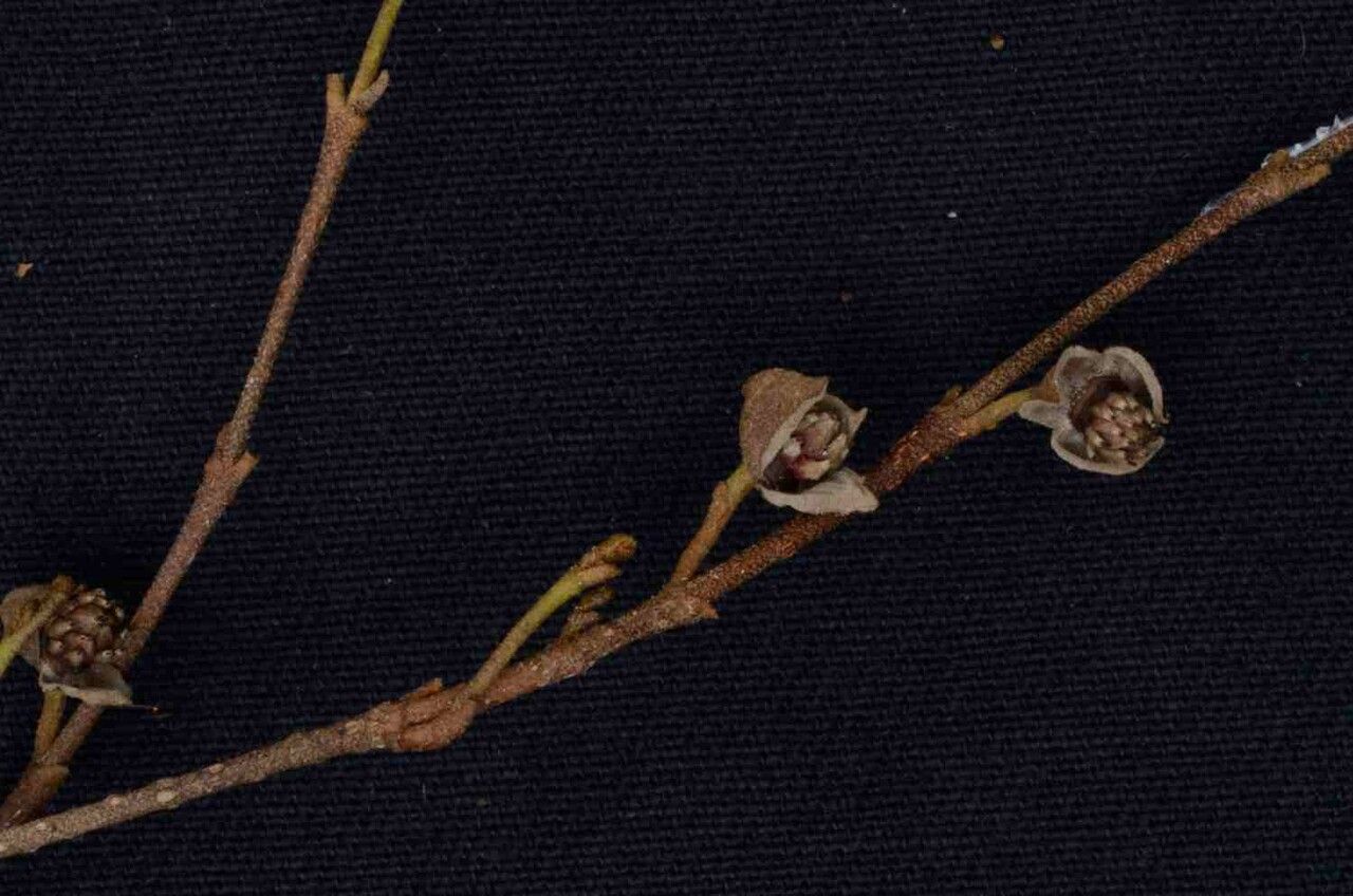 Duguetia sessilis other