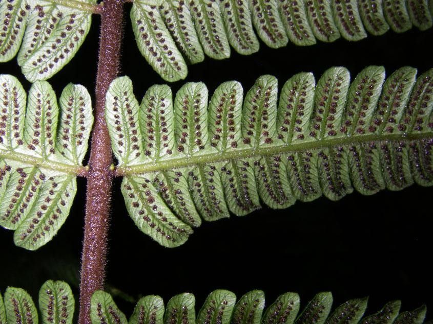 Thelypteris curta other