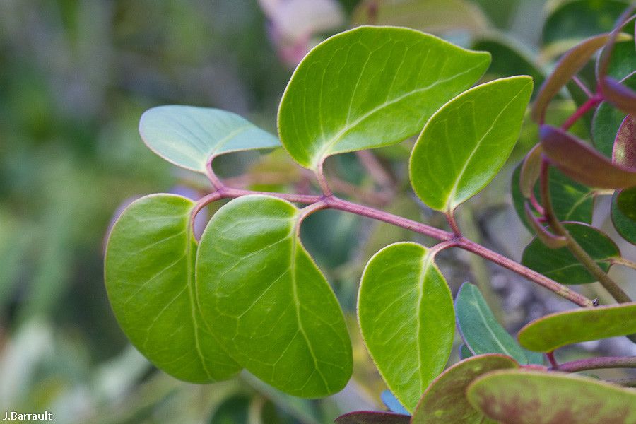 Zanthoxylum pancheri — houseplant care guide