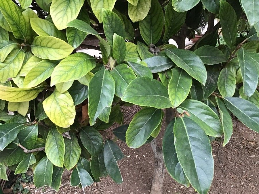 Viburnum mathewsii — search result for 'Viburnum'