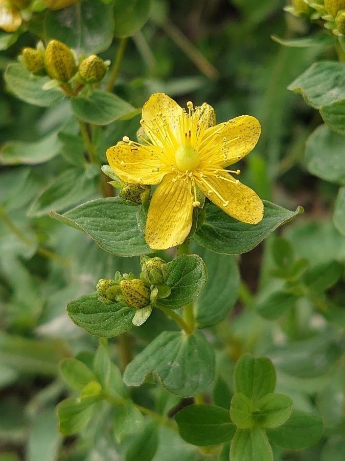 Hypericum maculatum flower