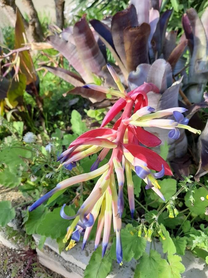 Billbergia vittata flower