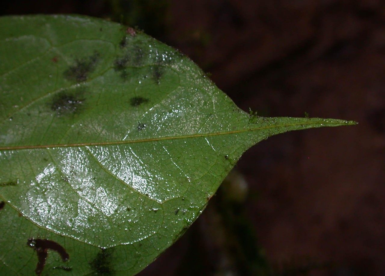 Connarus costaricensis leaf