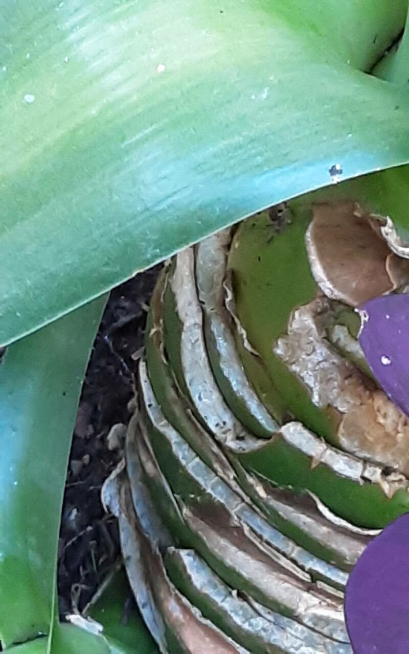 Albuca nelsonii bark