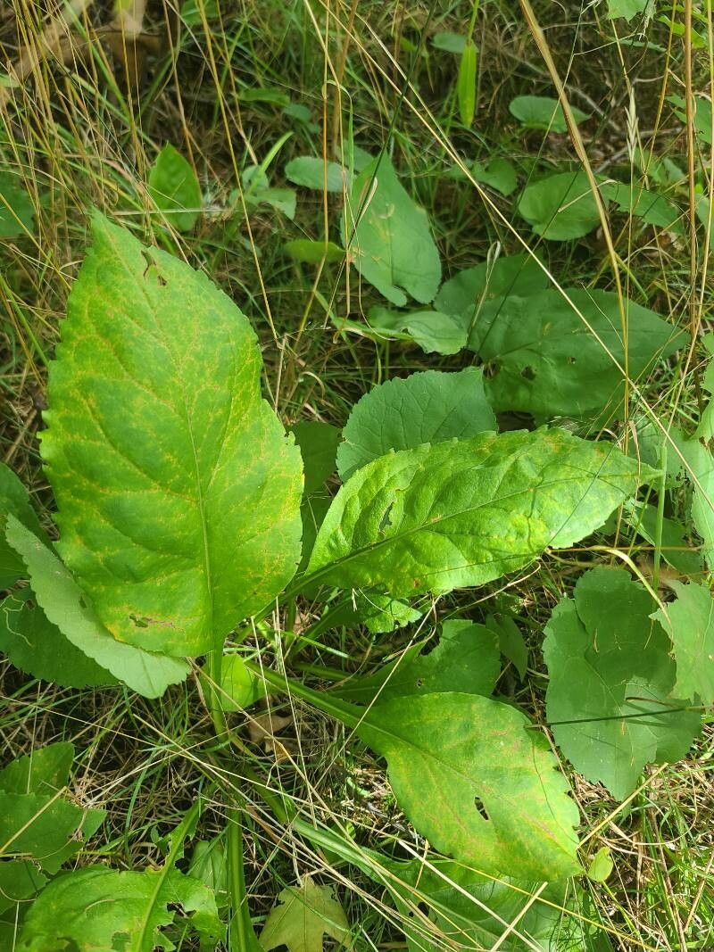 Solidago patula leaf