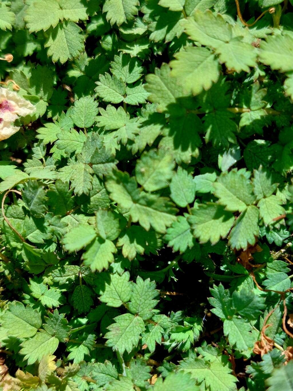 Acaena buchananii leaf