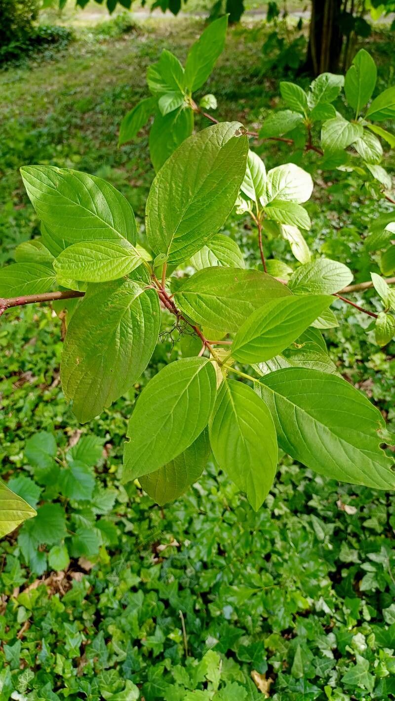 Cornus glabrata — search result for 'Cornus'