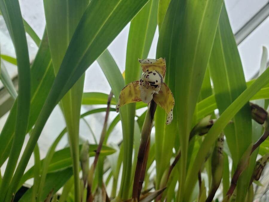 Maxillaria picta flower