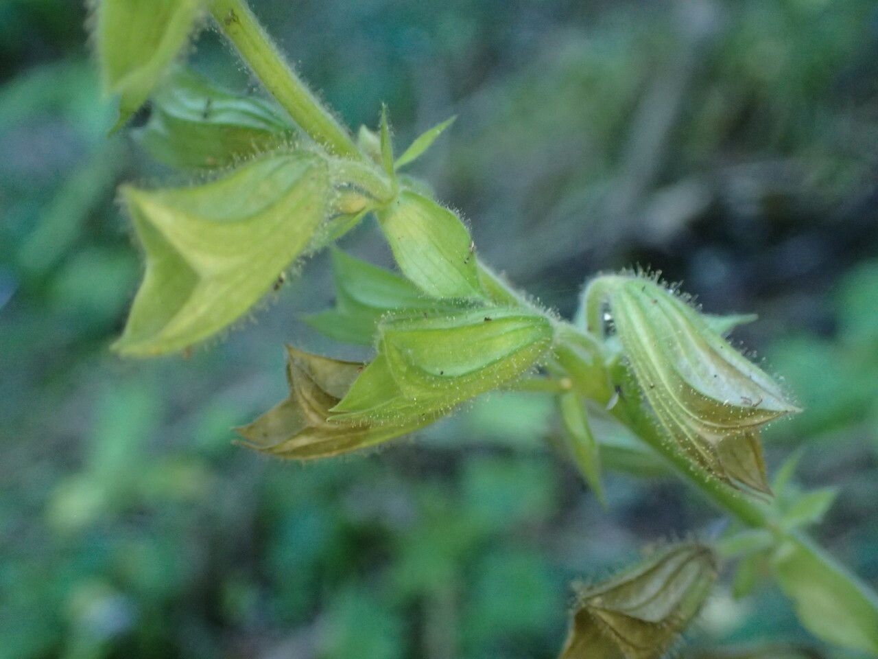 Salvia glutinosa fruit