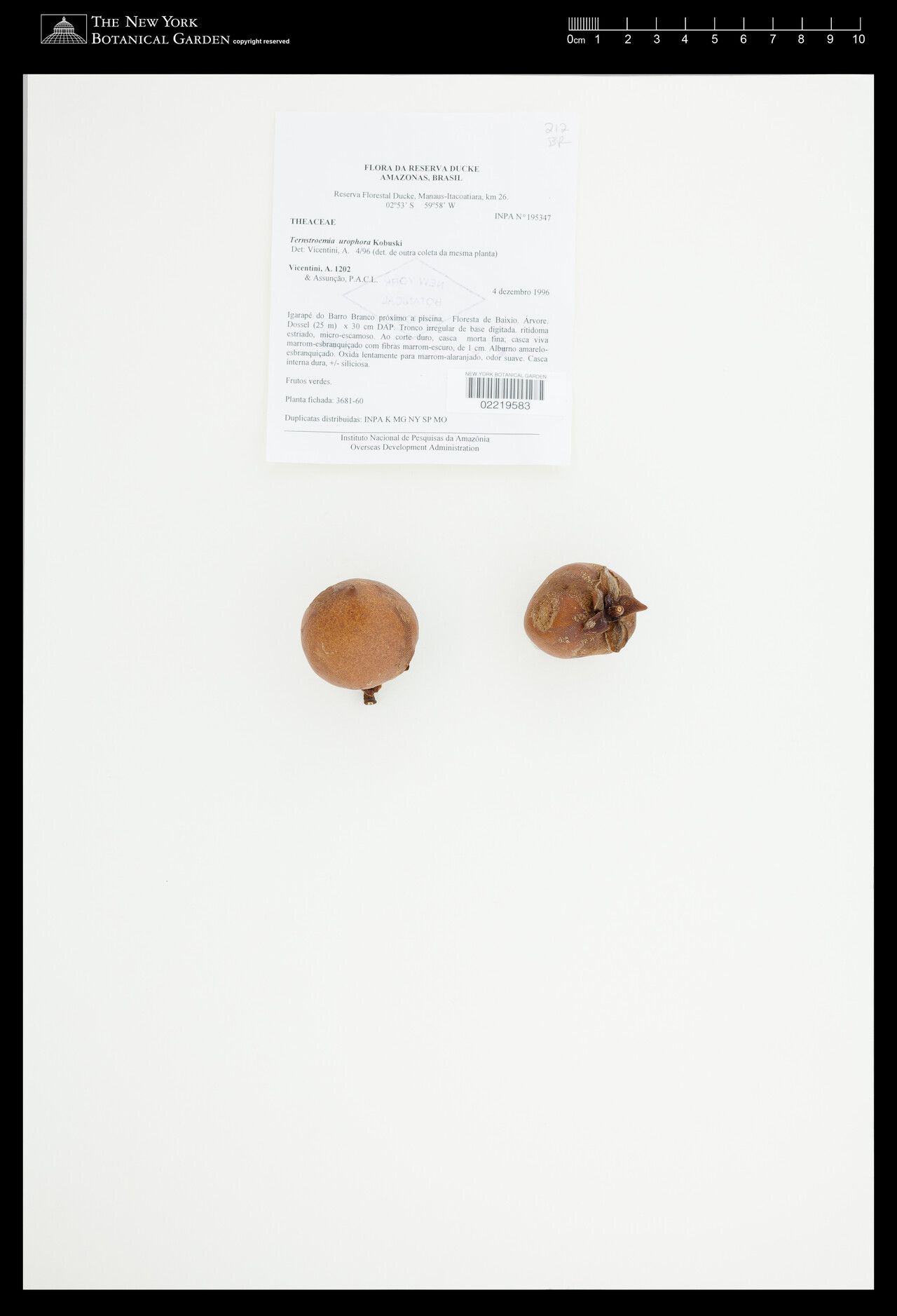 Ternstroemia urophora — houseplant care guide