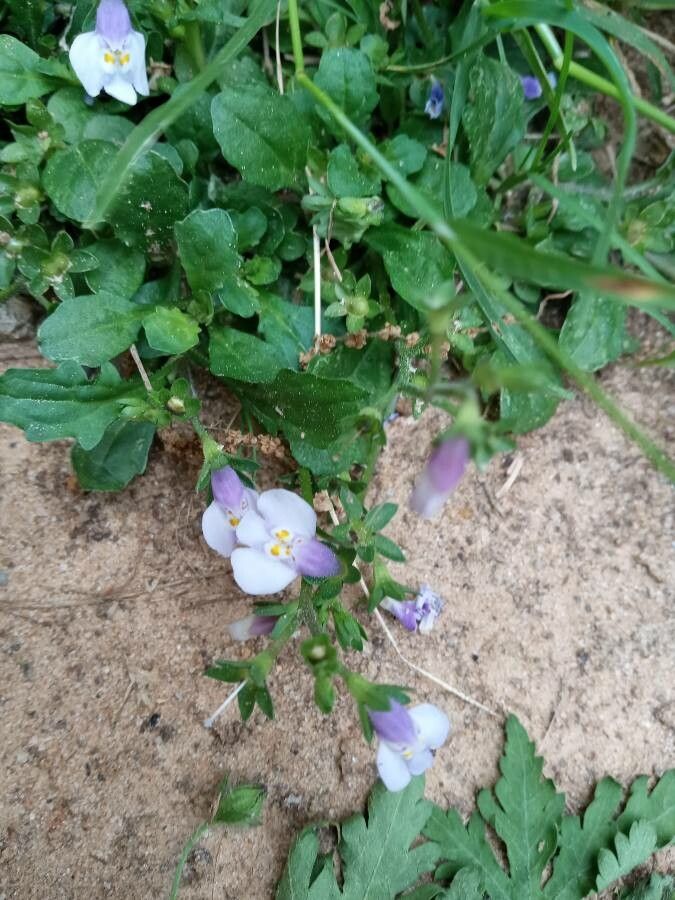 Mazus pumilus flower