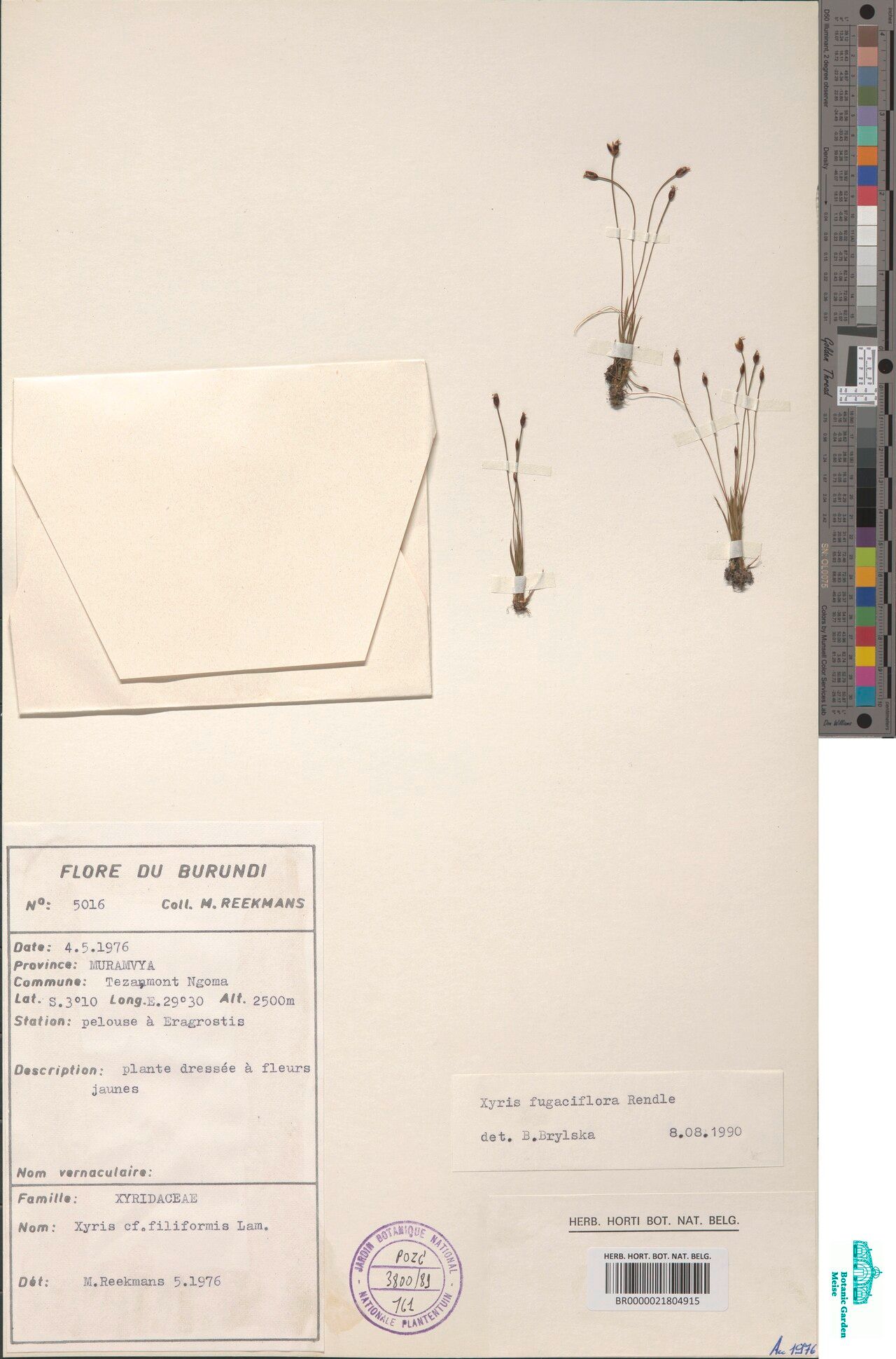 Xyris fugaciflora — search result for 'Xyris'