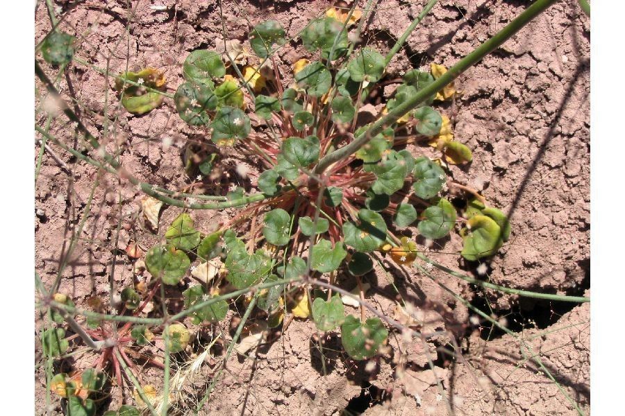 Eriogonum subreniforme — search result for 'Eriogonum'
