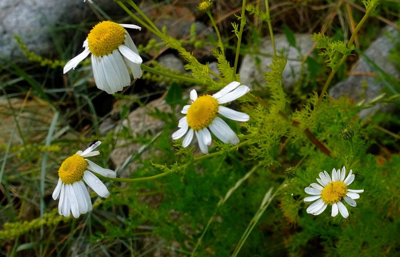 Tripleurospermum maritimum flower