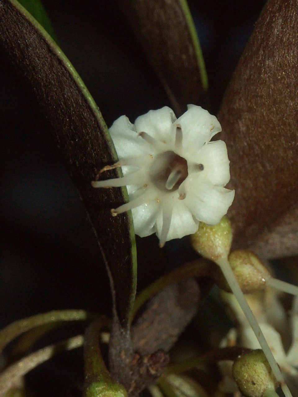 Pycnandra goroensis flower