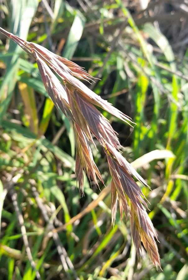 Bromus catharticus fruit