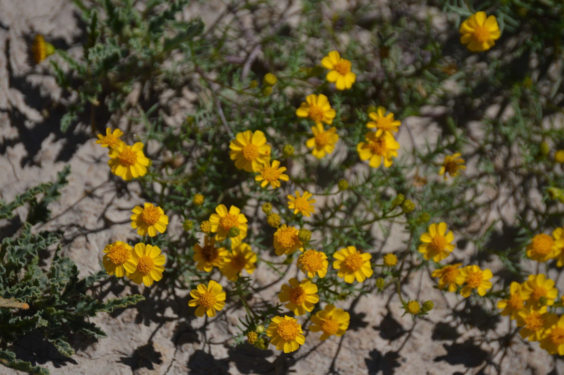 Thymophylla tenuifolia flower