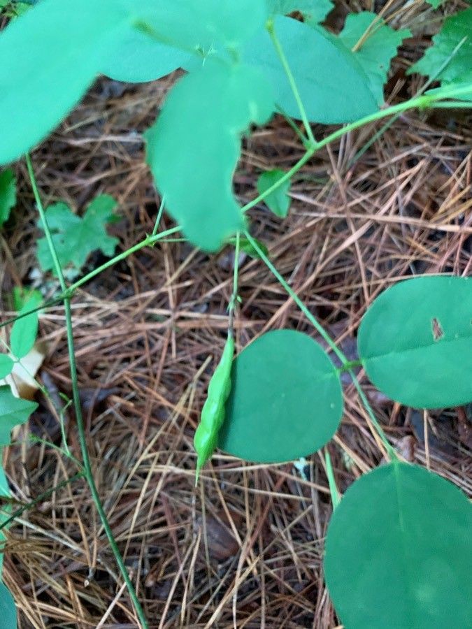 Clitoria mariana fruit