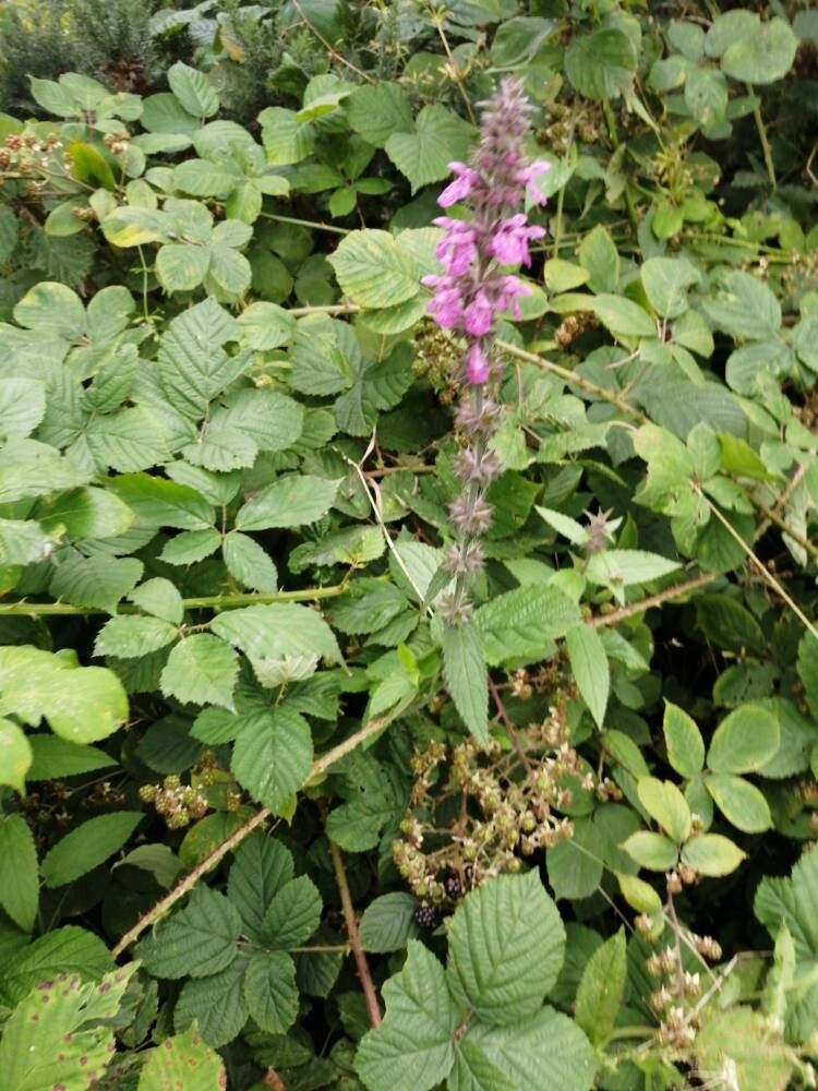 Stachys × ambigua — search result for 'Stachys'
