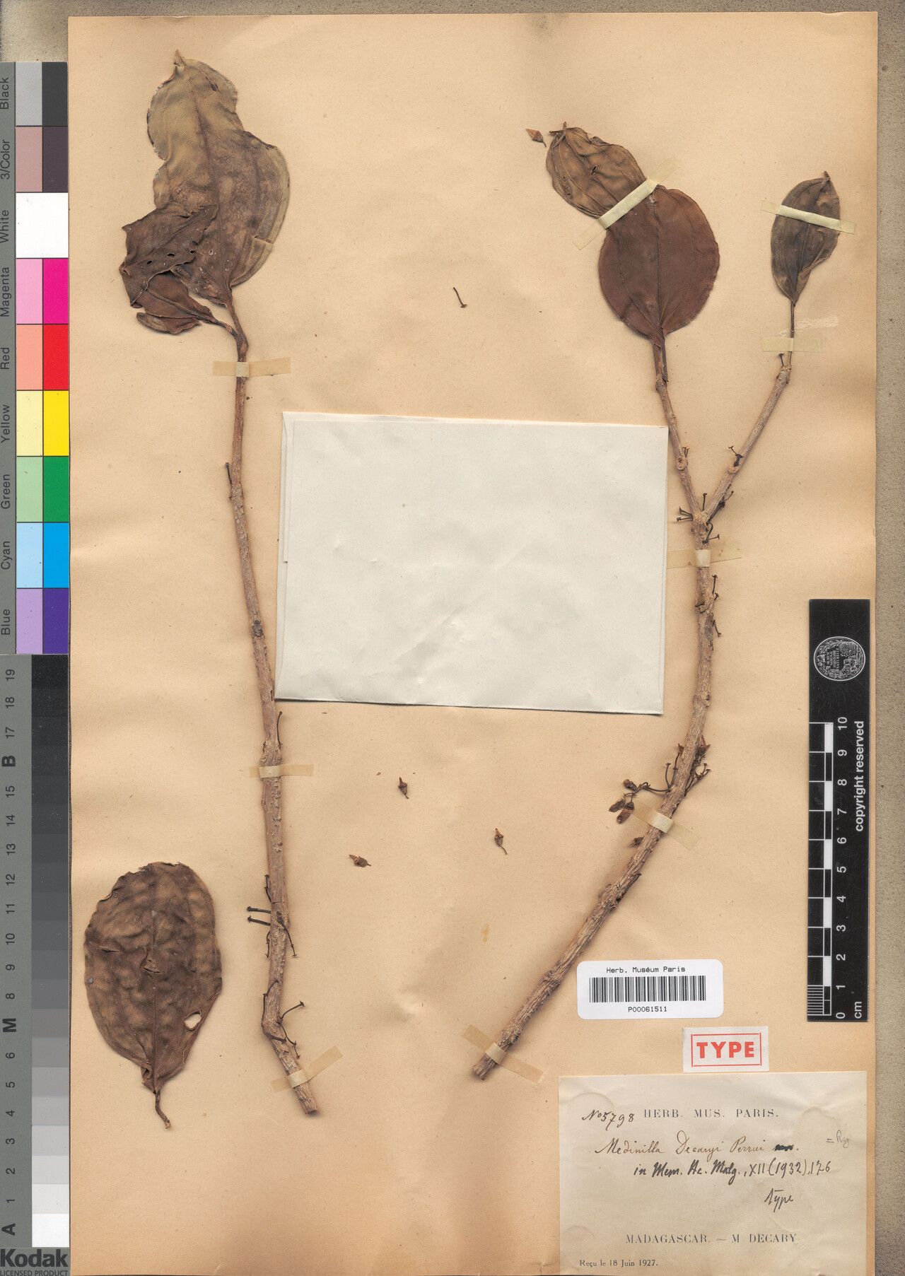 Medinilla decaryi — search result for 'Medinilla'