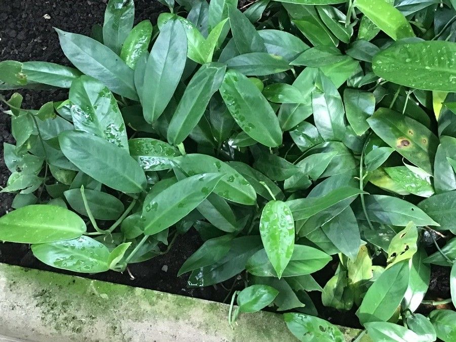 Rhaphidophora spathacea — search result for 'Rhaphidophora'