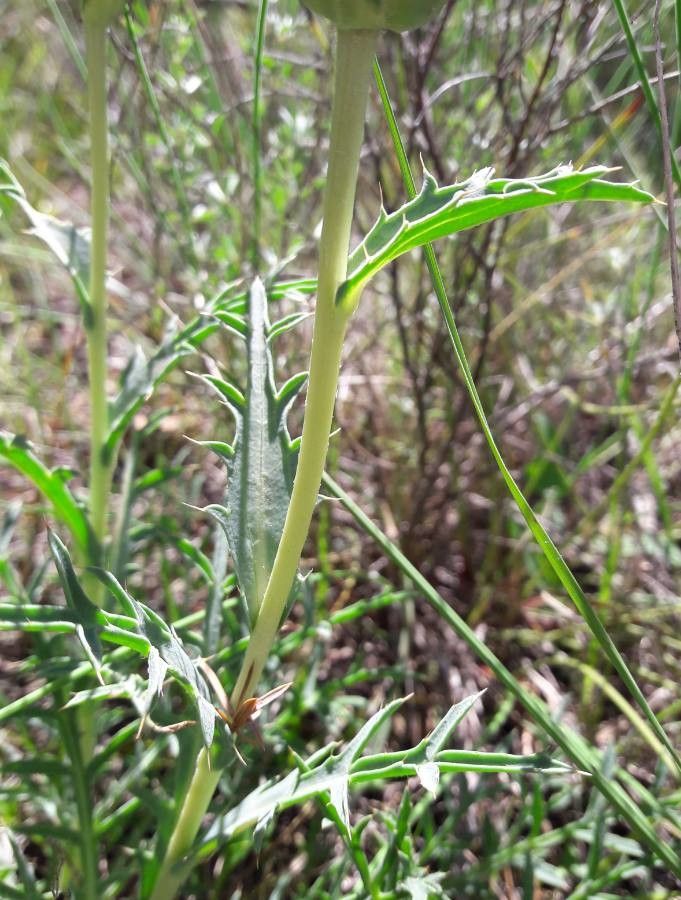 Carthamus mitissimus bark