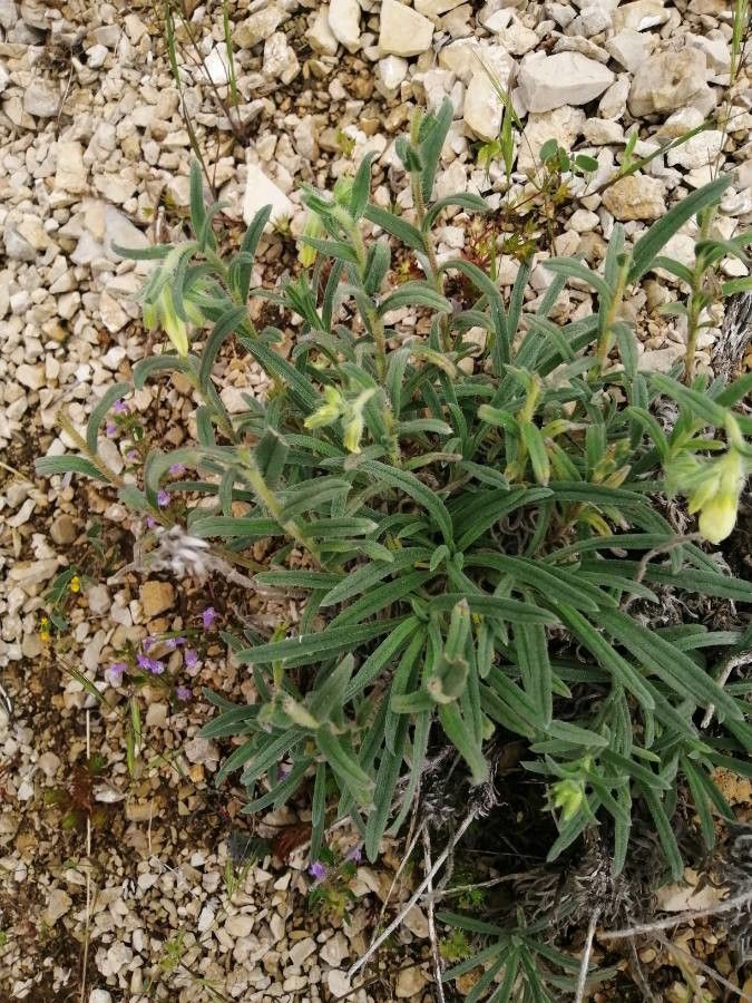 Onosma helvetica leaf