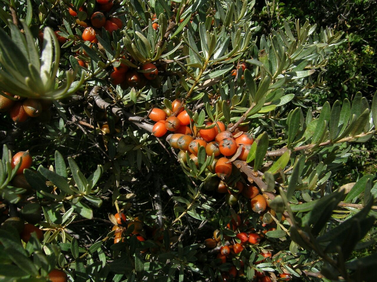 Hippophae tibetana — related species from the same genus