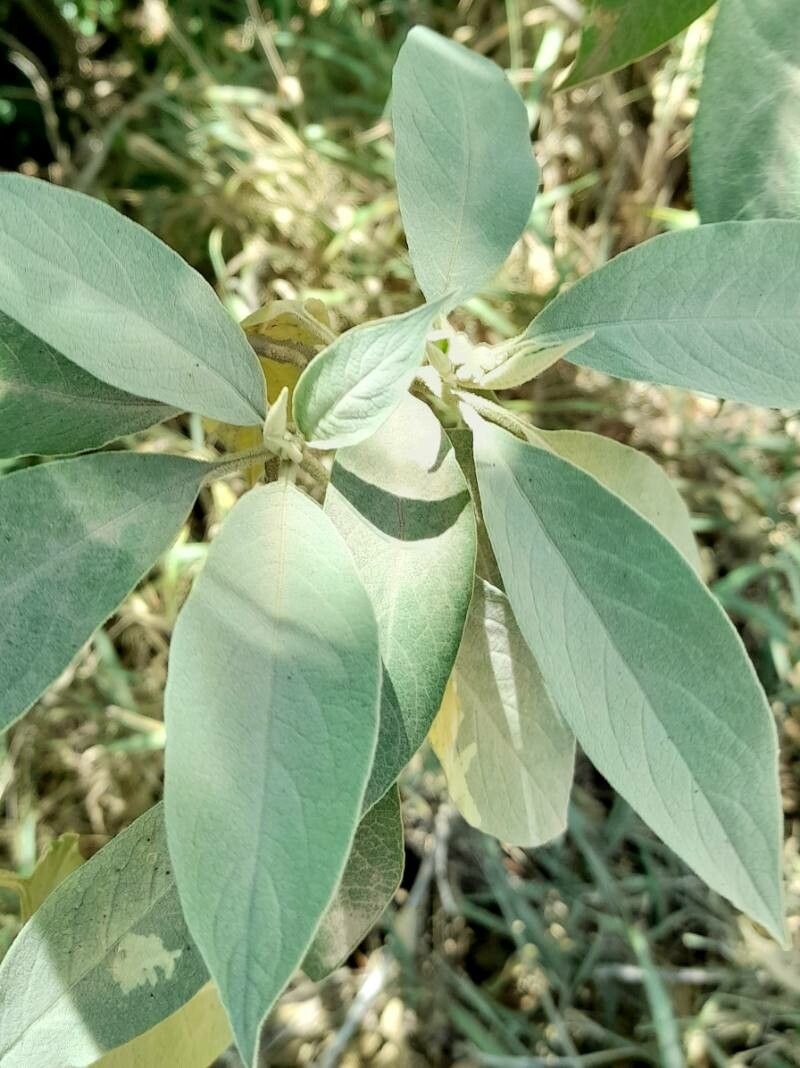 Solanum granuloso-leprosum — houseplant care guide