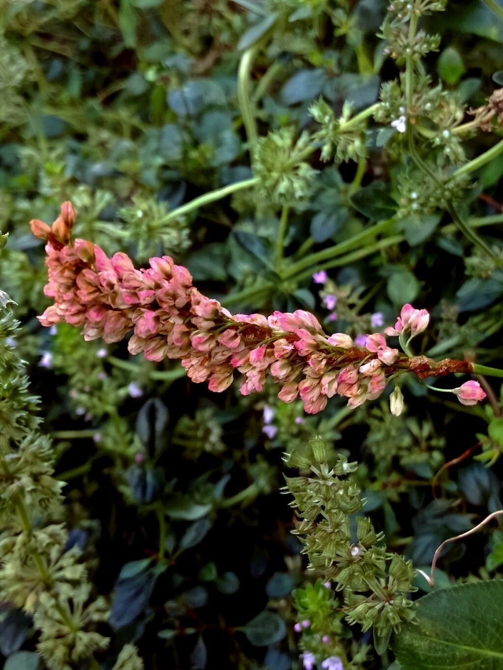 Polygonum bistorta flower
